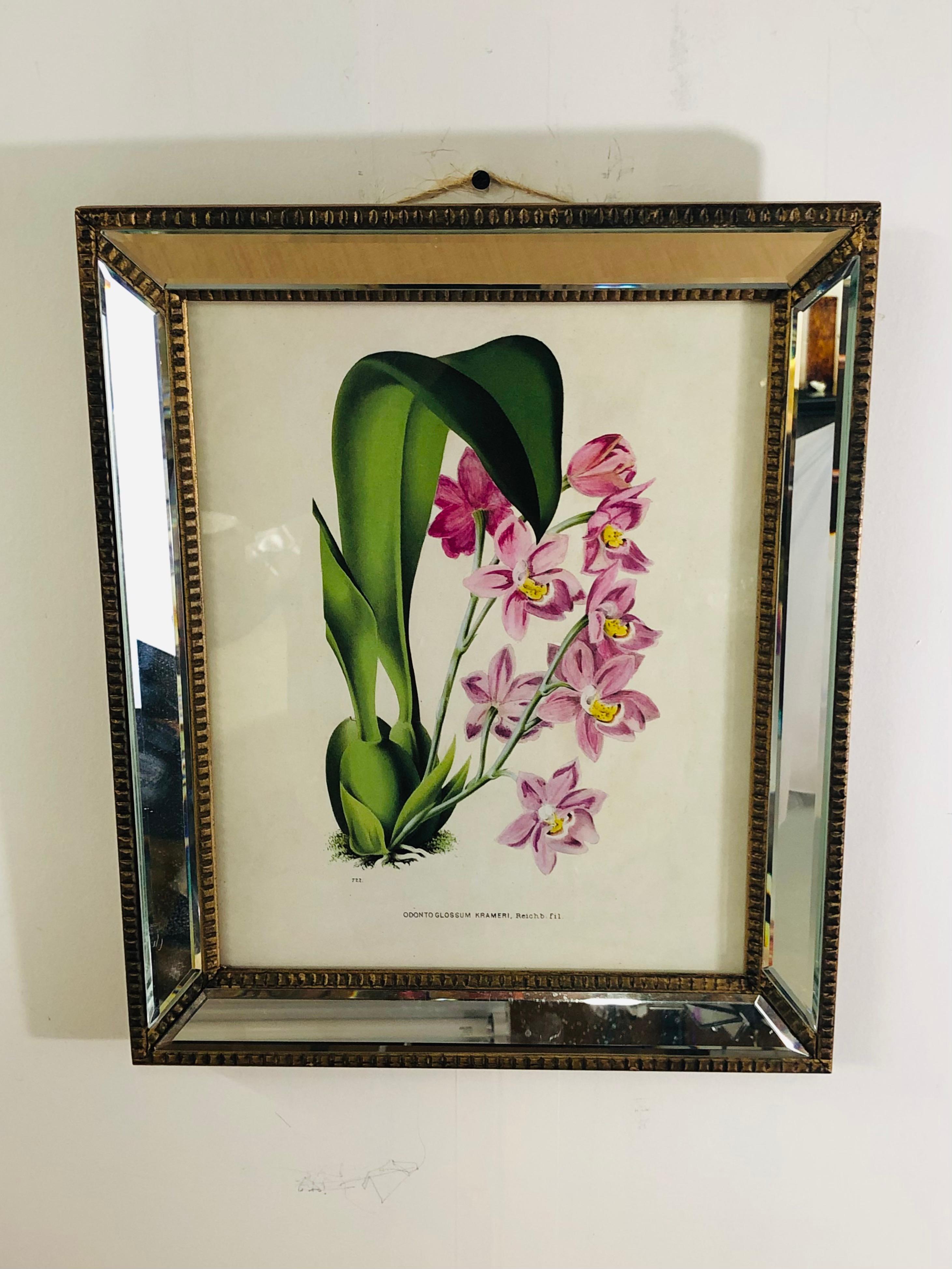 South American Botanicals of Cattleya Orchids in a Mirrored Custom Frame, Set of 6