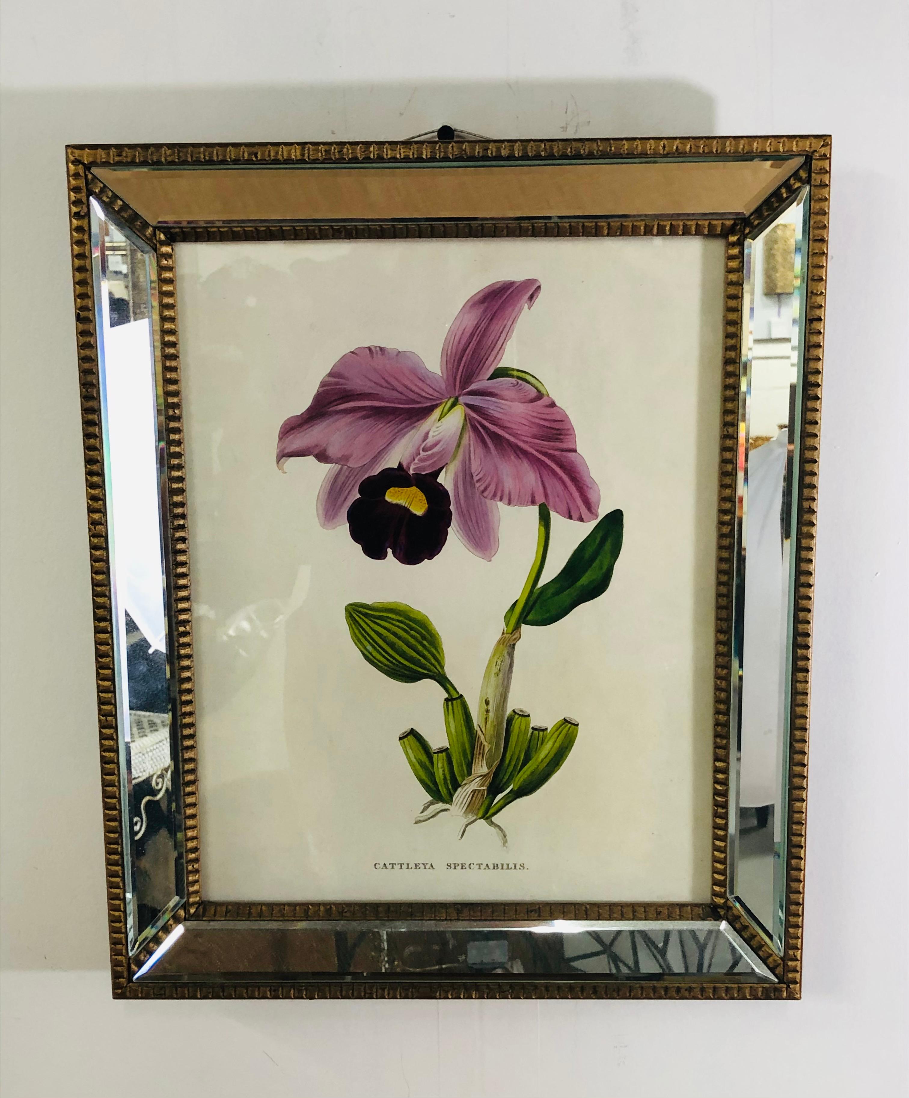 Late 20th Century Botanicals of Cattleya Orchids in a Mirrored Custom Frame, Set of 6