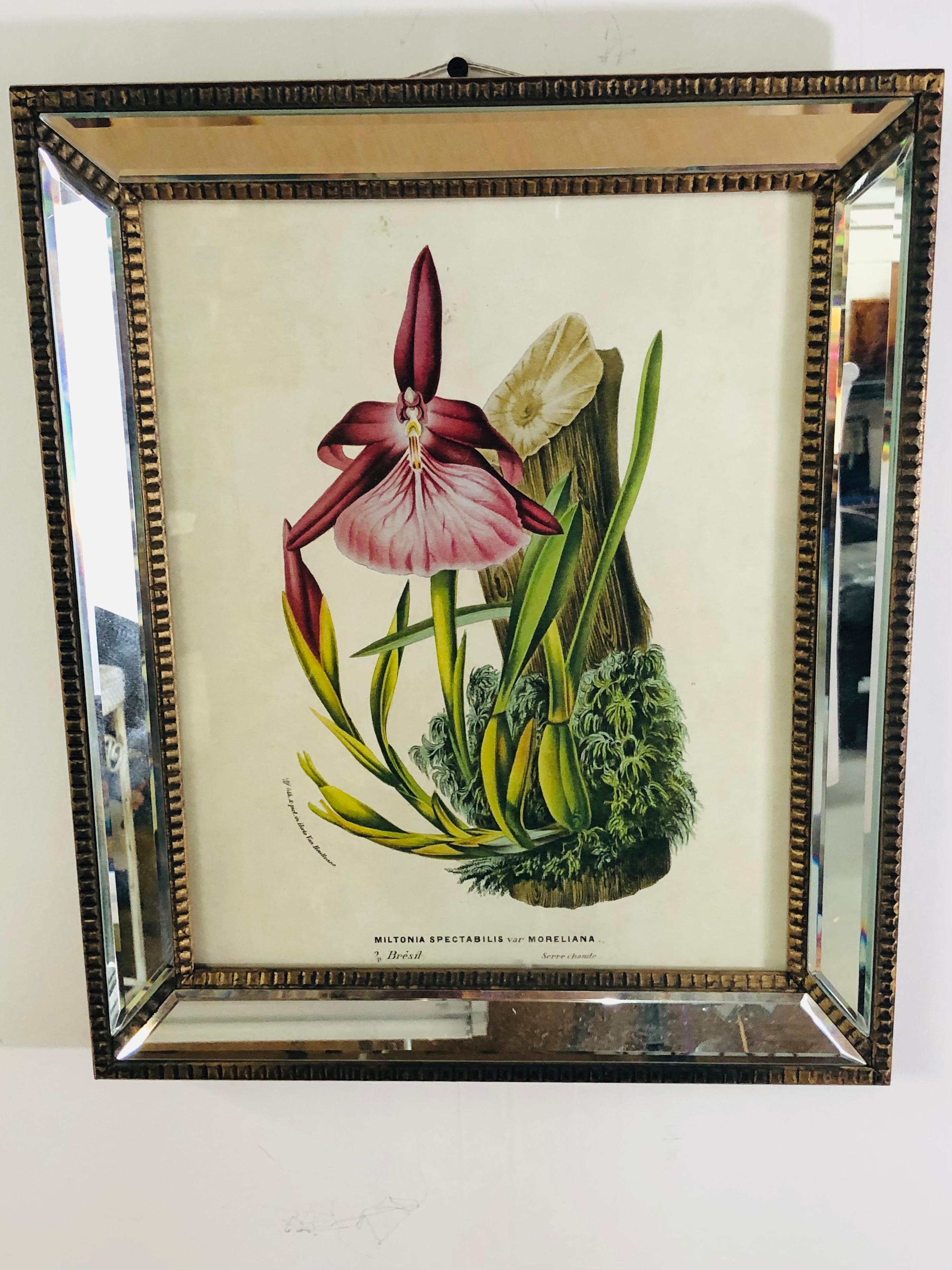 Botanicals of Cattleya Orchids in a Mirrored Custom Frame, Set of 6 2