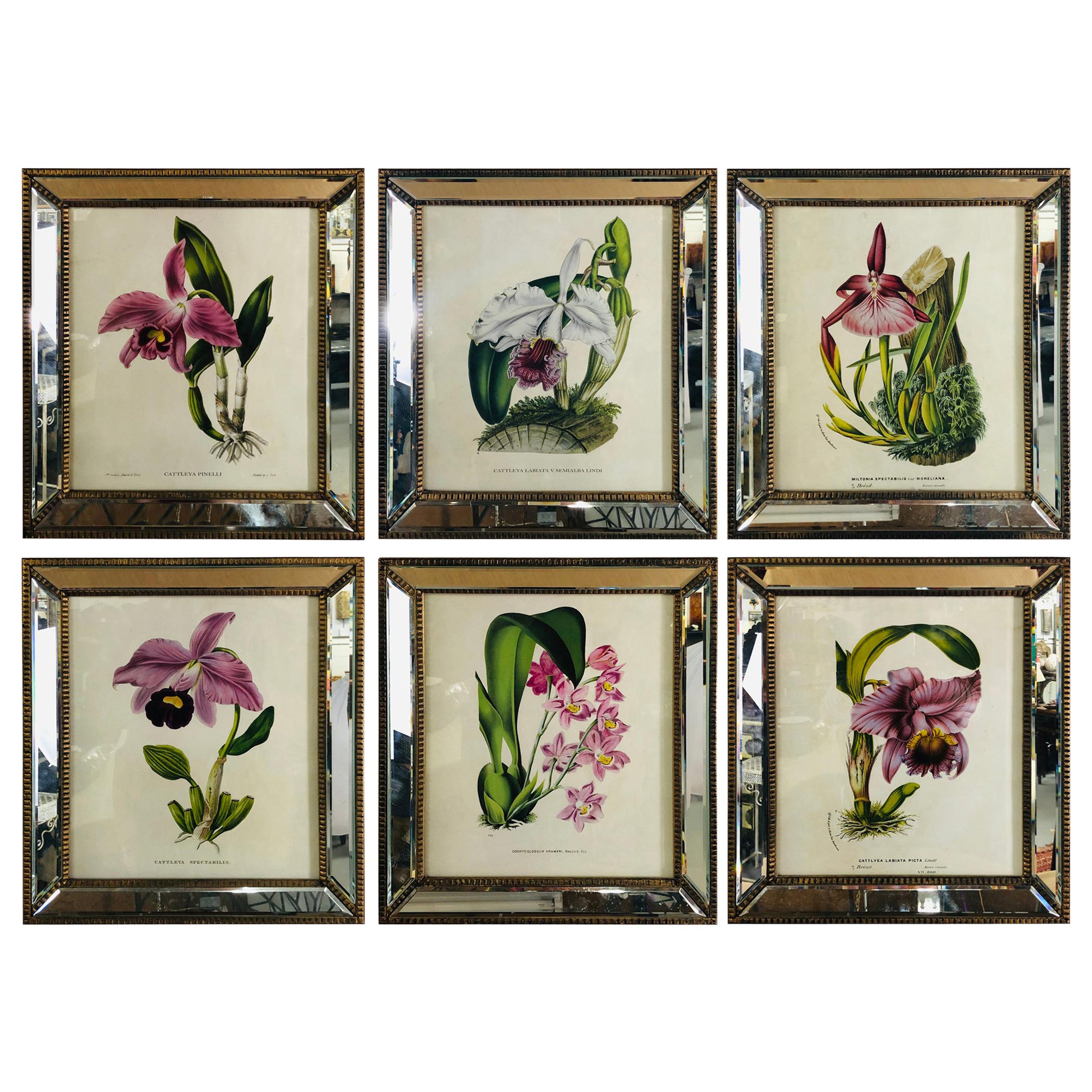 Botanicals of Cattleya Orchids in a Mirrored Custom Frame, Set of 6