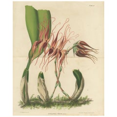 Botany Print of the Bulbophyllum Pahudii Orchid by Oudemans,
circa 1865
Botany Print of the Bulbophyllum Pahudii Orchid by Oudemans,
circa 1865