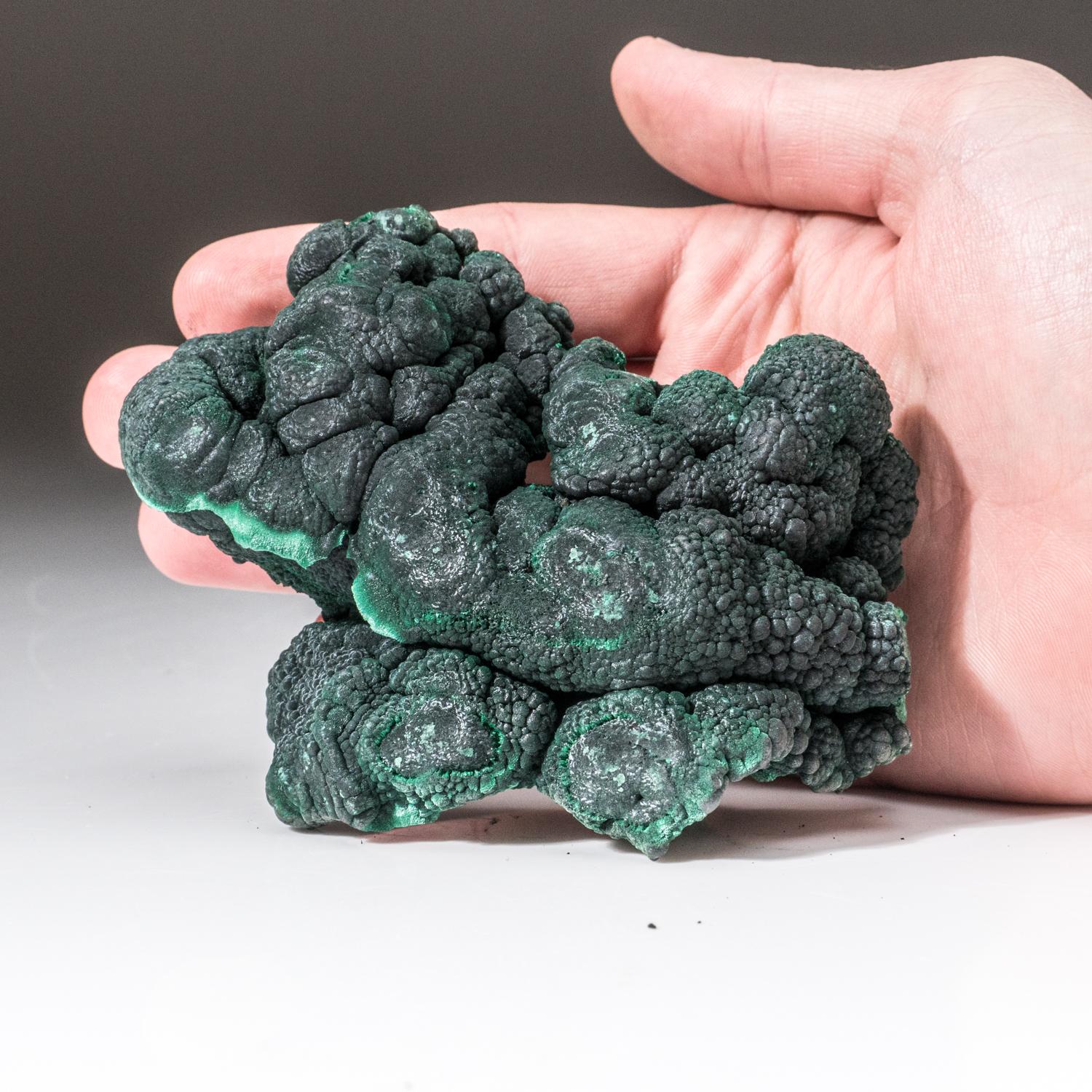 From Shaba Copper Belt, Katanga (Shaba) Province, Democratic Republic of the Congo (Zaire) A sculptural botryoidal formation of solid velvety green malachite from the famous copper mines of Shaba. Beautiful lustrous even green color all throughout