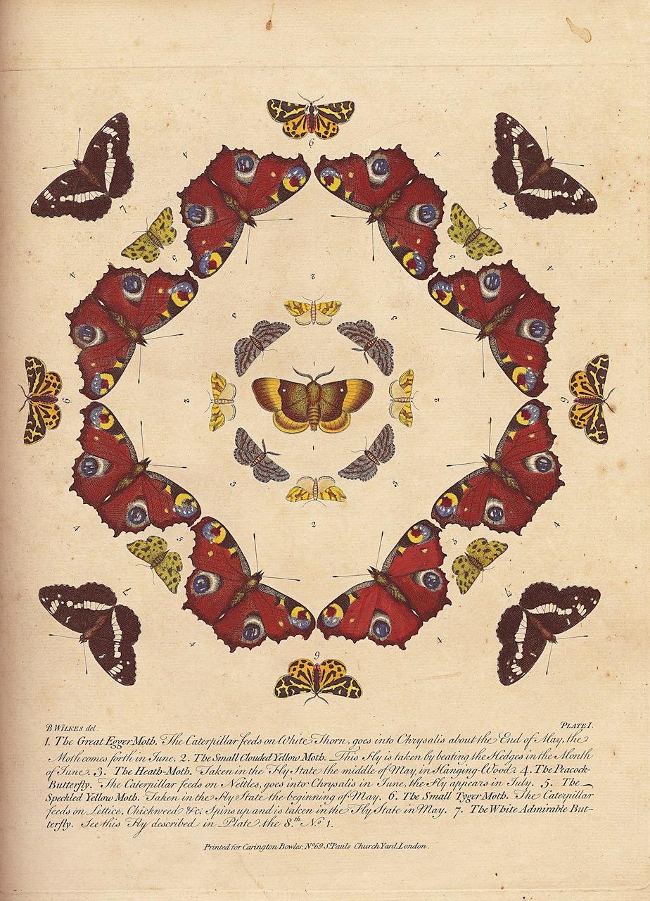 Inglese Bowles's New Collection of English Moths and Butterflies di Benjamin Wilkes in vendita