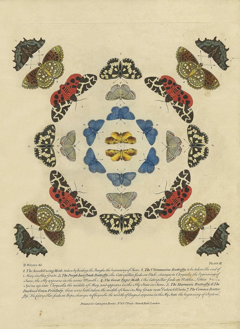 Bowles's New Collection of English Moths and Butterflies di Benjamin Wilkes In condizioni ottime in vendita a Middletown, NY