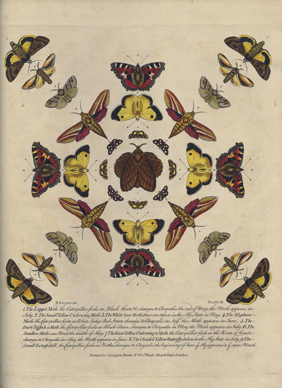 XVIII secolo Bowles's New Collection of English Moths and Butterflies di Benjamin Wilkes in vendita
