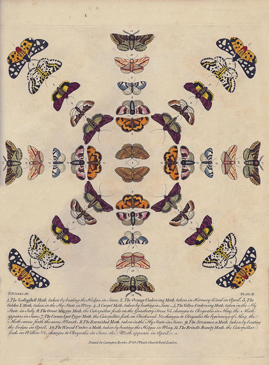Pelle Bowles's New Collection of English Moths and Butterflies di Benjamin Wilkes in vendita