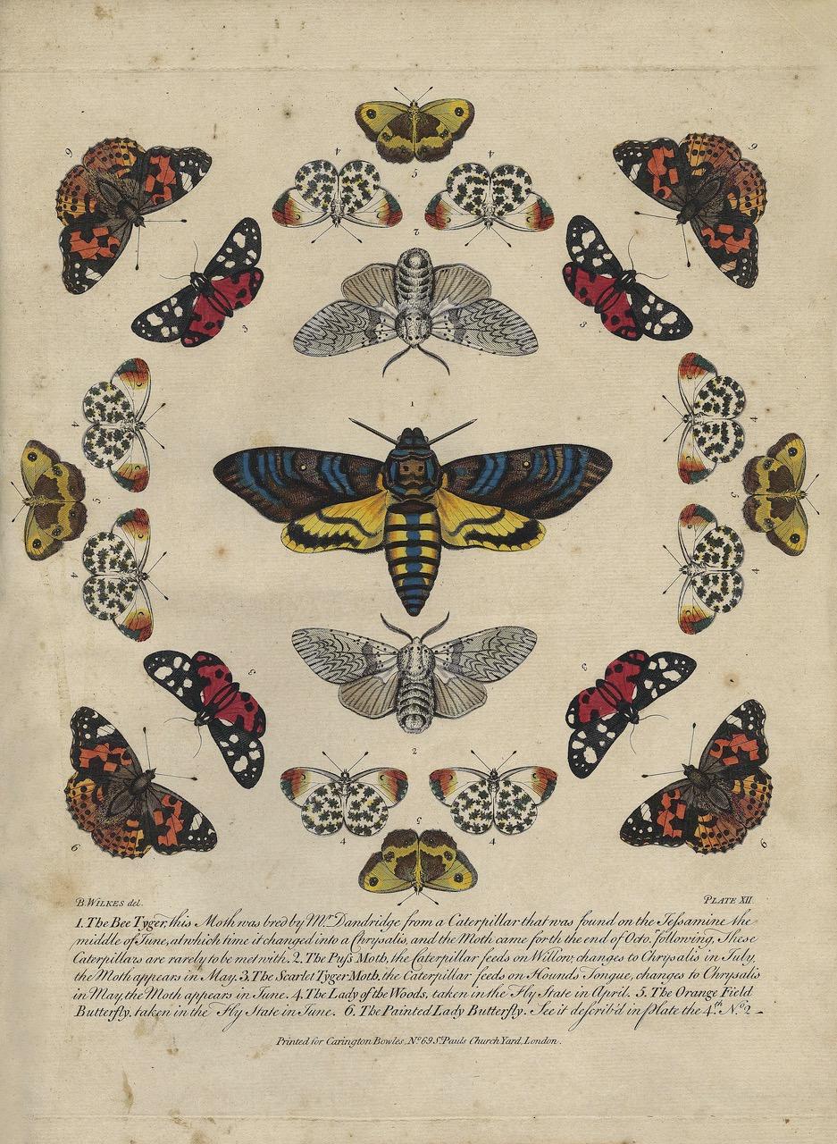 Bowles's New Collection of English Moths and Butterflies di Benjamin Wilkes in vendita 1