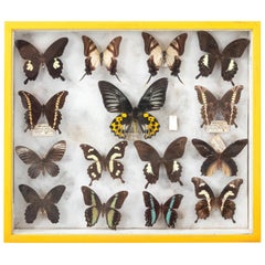 Box of World Butterflies