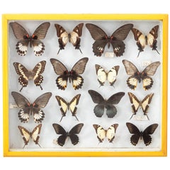 Vintage Box of World Butterflies