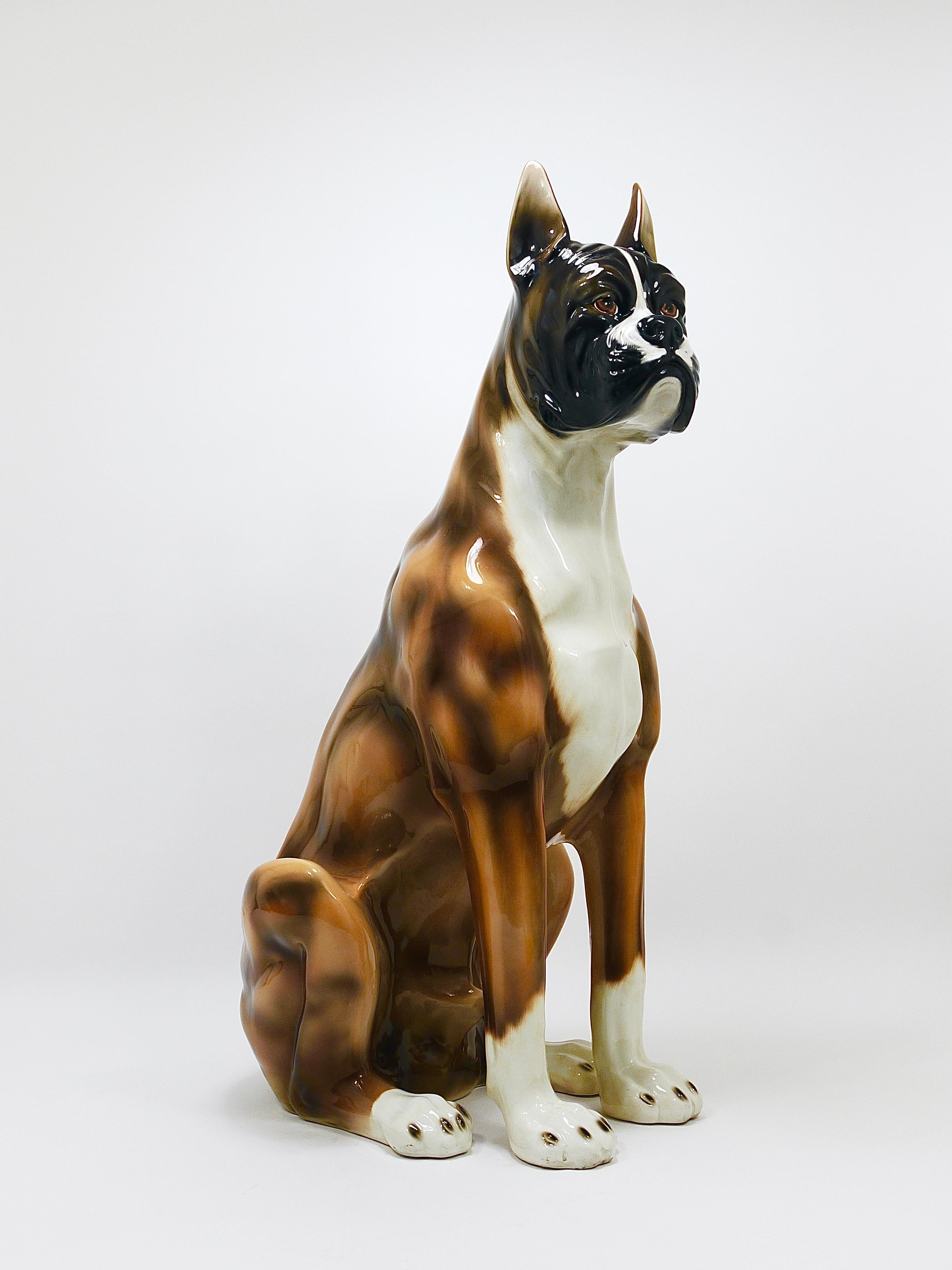 Italian Boxer Dog Life-Size Majolica Statue Sculpture, Glazed Ceramic, Italy, 1970s For Sale