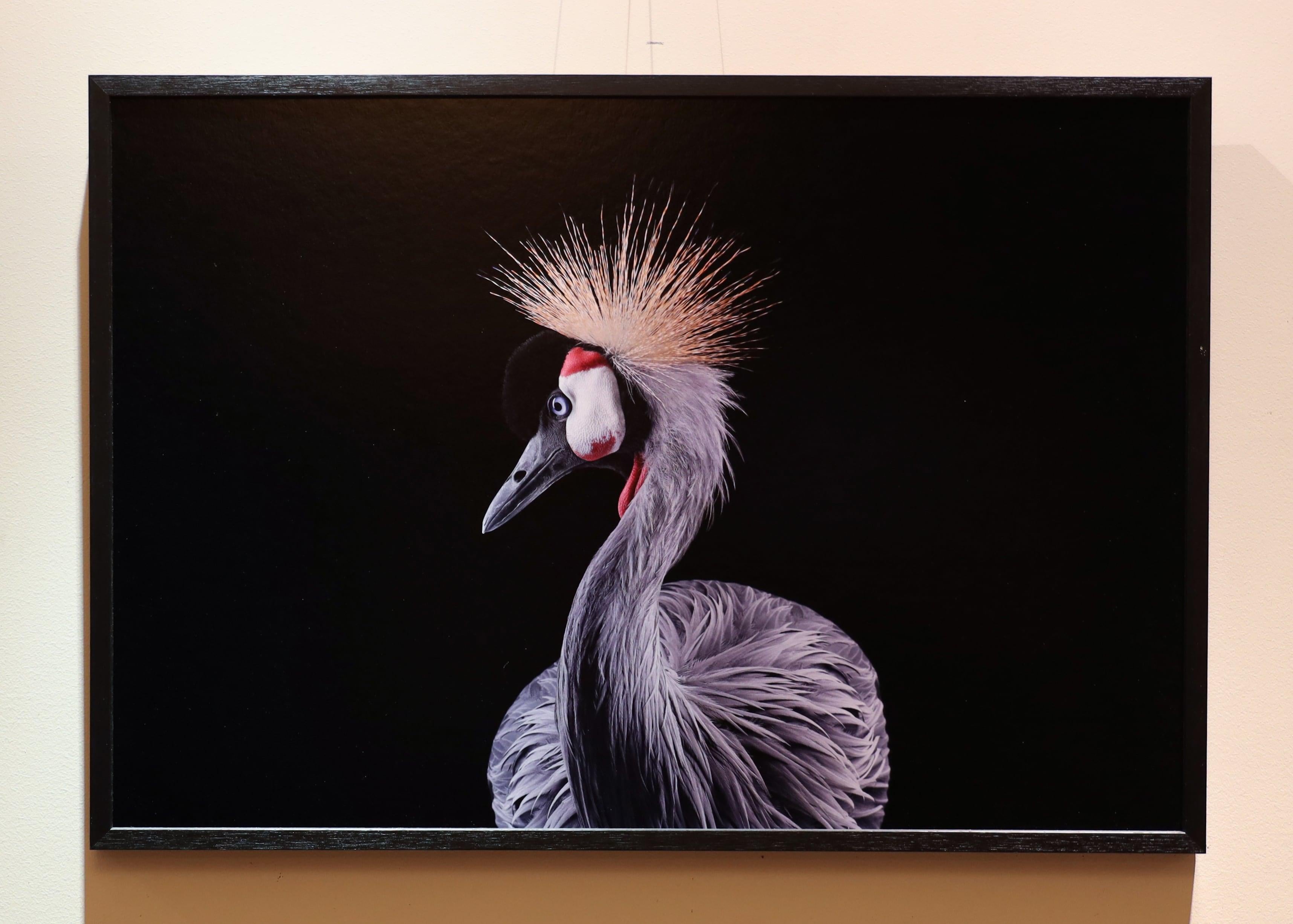 African Crowned Crane #1 von Brad Wilson - Tierporträtfotografie, Wildvogel im Angebot 1