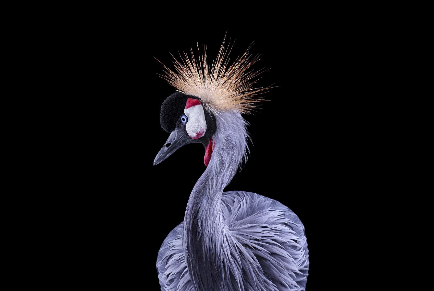 African Crowned Crane #1, Los Angeles, CA, 2011" ist eine limitierte Auflage eines Fotos des zeitgenössischen Künstlers Brad Wilson aus der Serie "Affinity", die Studioporträts von Wildtieren zeigt. 

Dieses Foto wird nur als ungerahmter Abzug