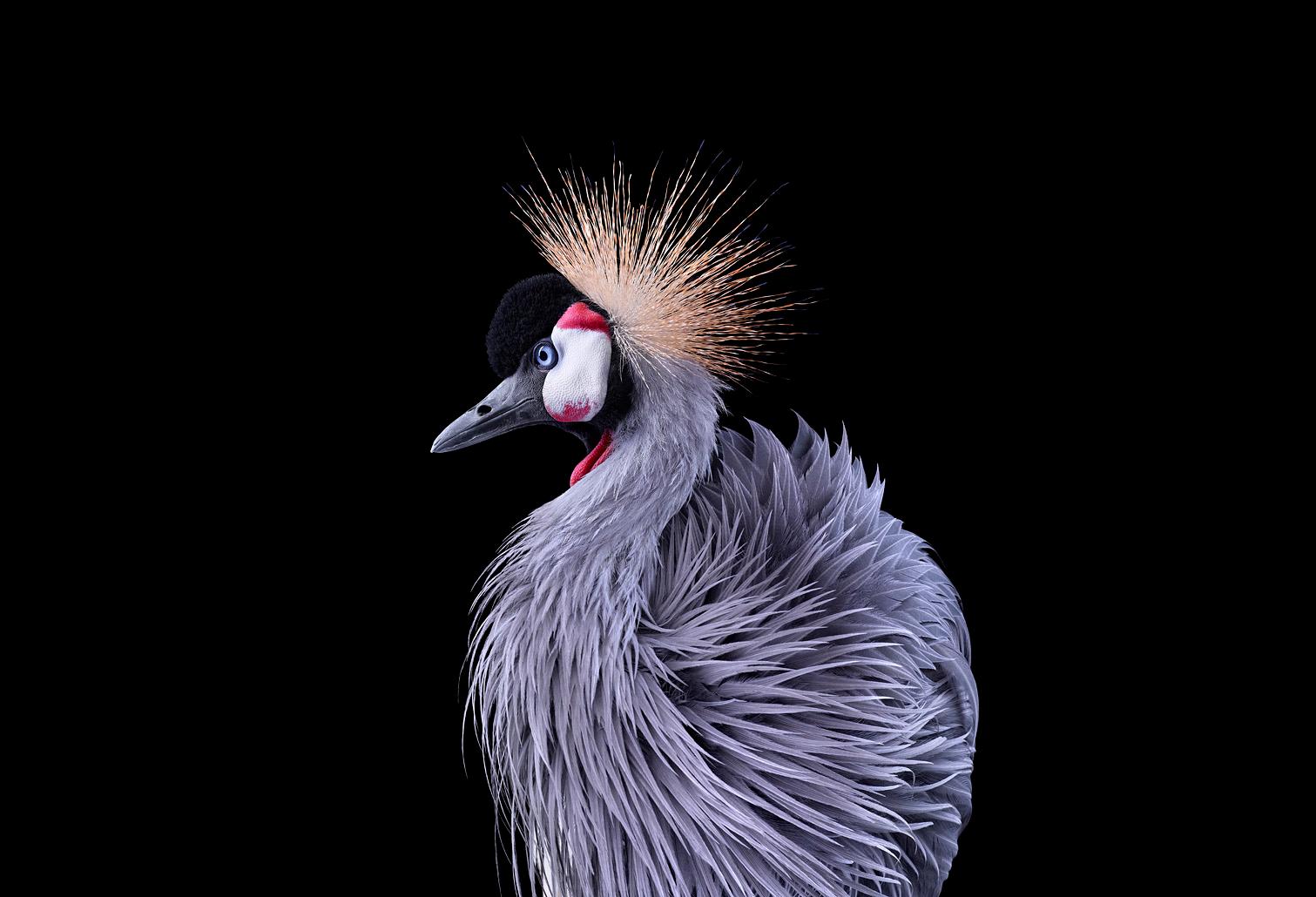 African Crowned Crane #8