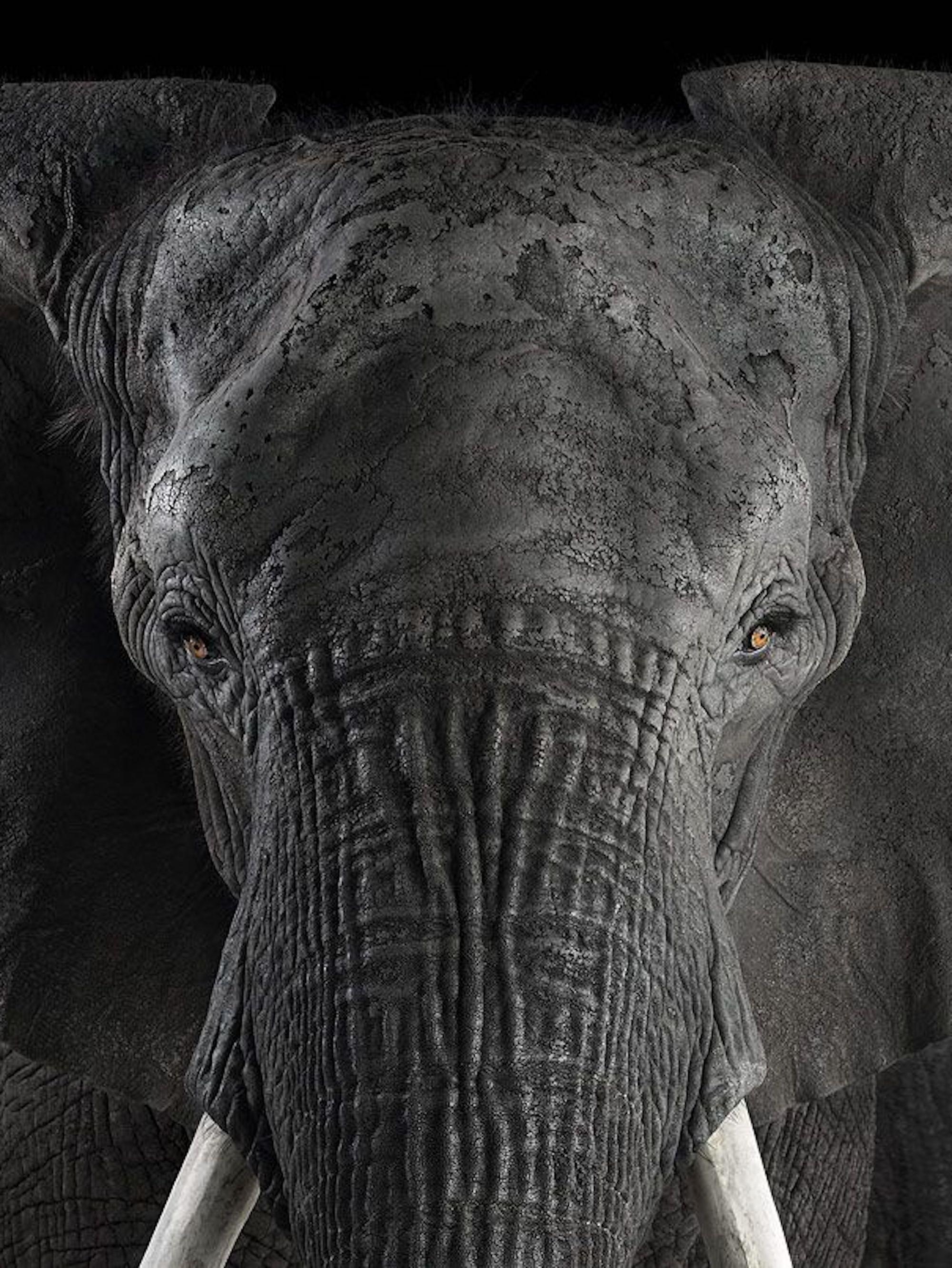 Afrikanischer Elefant #1 von Brad Wilson – Tierporträtfotografie im Angebot 2