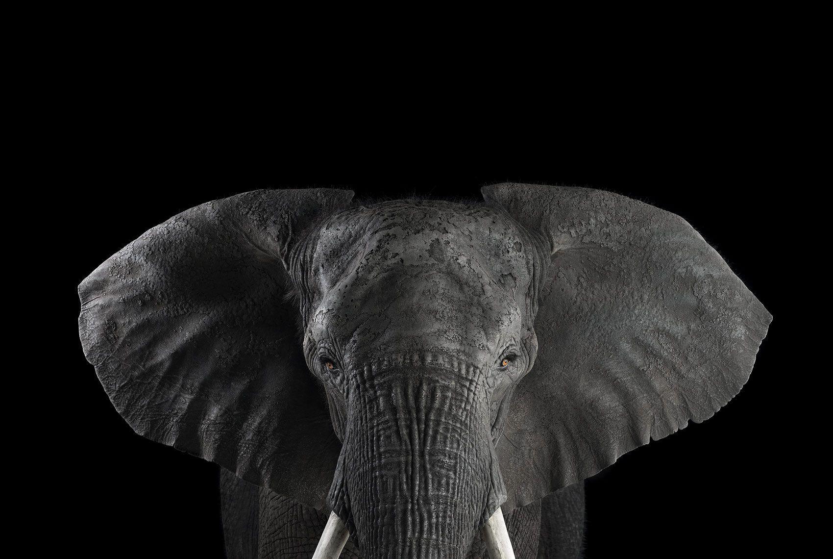 'African Elephant #1, Los Angeles, CA, 2011' is a limited-edition photograph by contemporary artist Brad Wilson from the ‘Affinity’ series which features studio portraits of wild animals. 

This photograph is sold unframed as a print only. It is