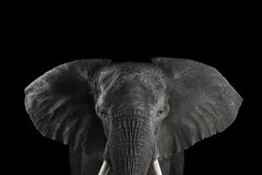 Afrikanischer Elefant #1 von Brad Wilson – Tierporträtfotografie