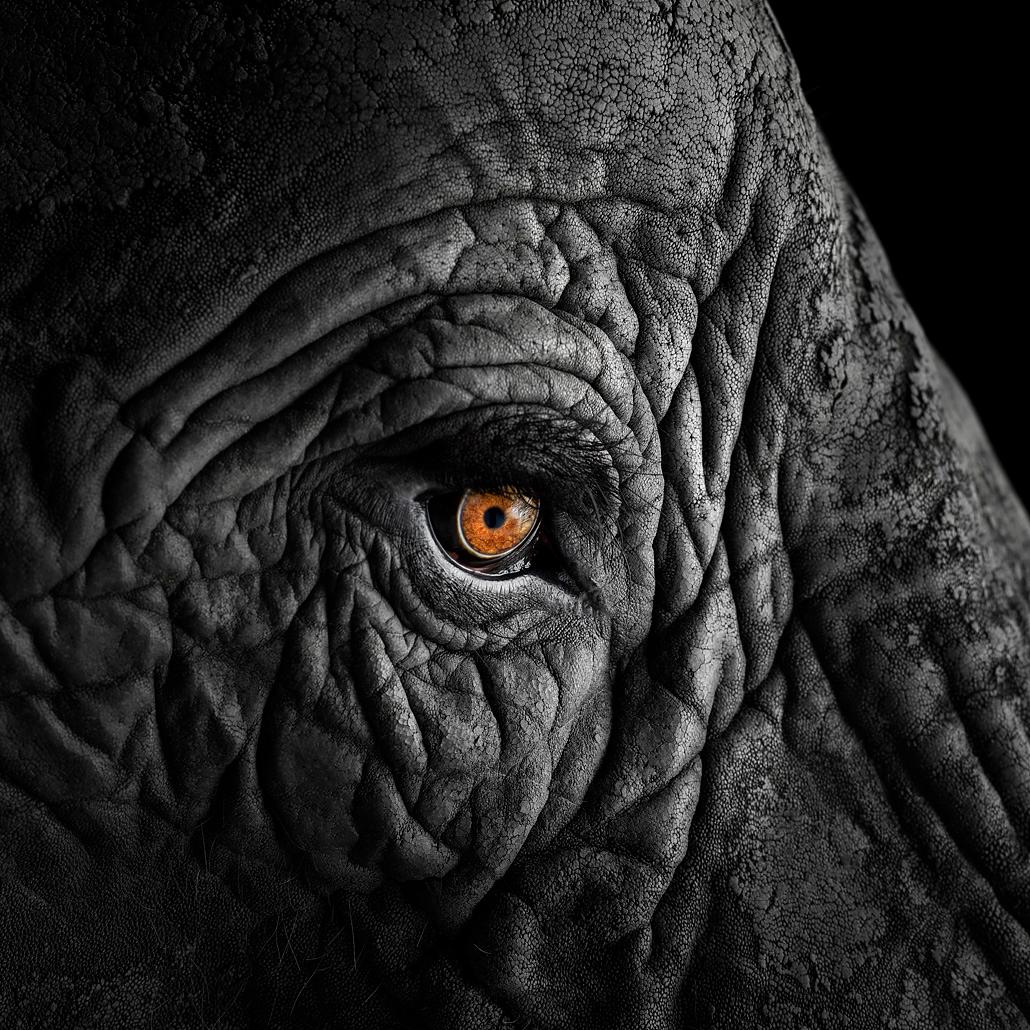Brad Wilson Color Photograph - African Elephant #12