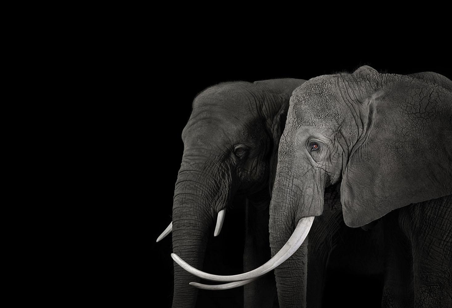 'African Elephant #16, Monterey, CA, 2019' is a limited-edition photograph by contemporary artist Brad Wilson from the ‘Affinity’ series which features studio portraits of wild animals. 

This photograph is sold unframed as a print only. It is