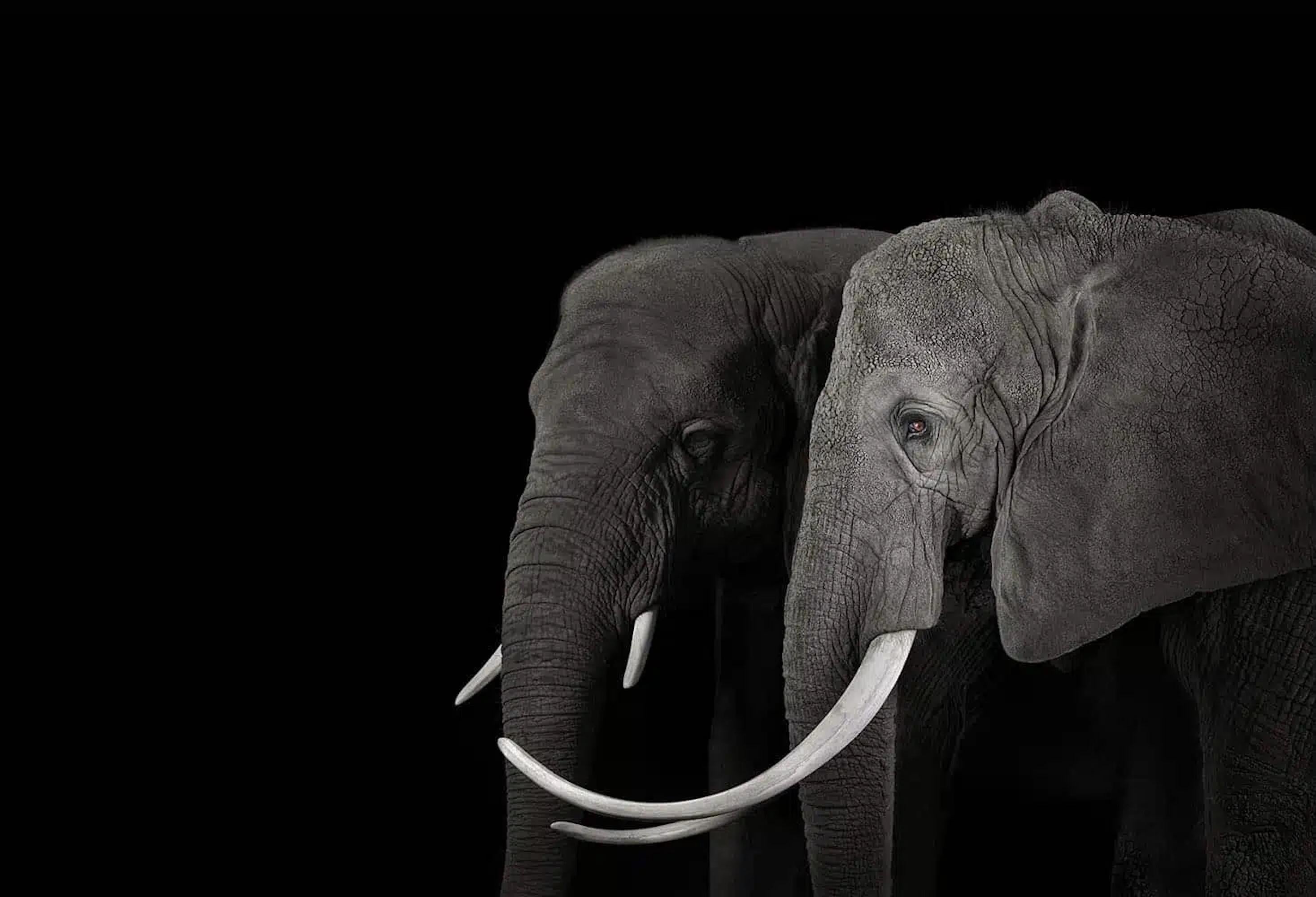 African Elephant #16 by Brad Wilson - Animal portrait photography