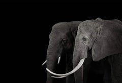 African Elephant #16 by Brad Wilson - Animal portrait photography
