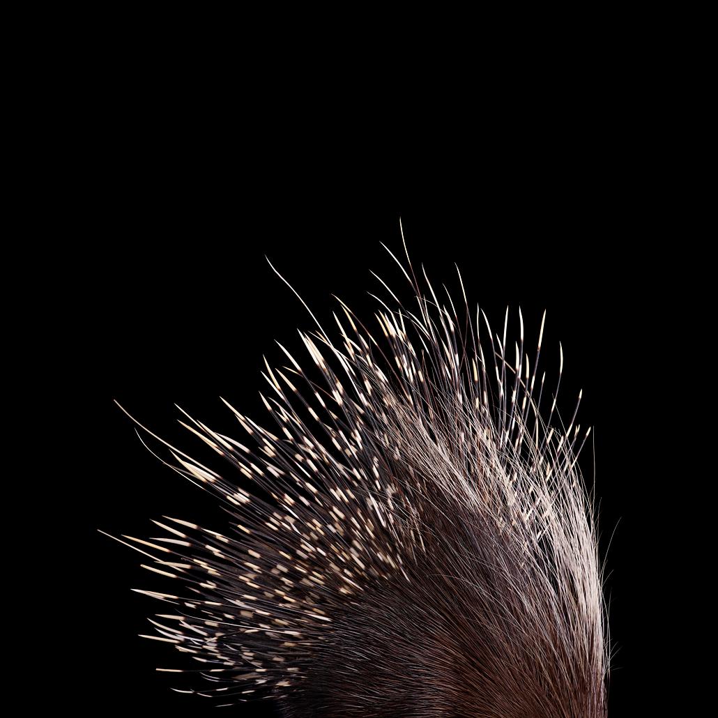 Color Photograph Brad Wilson - Porcupine africaine n° 2