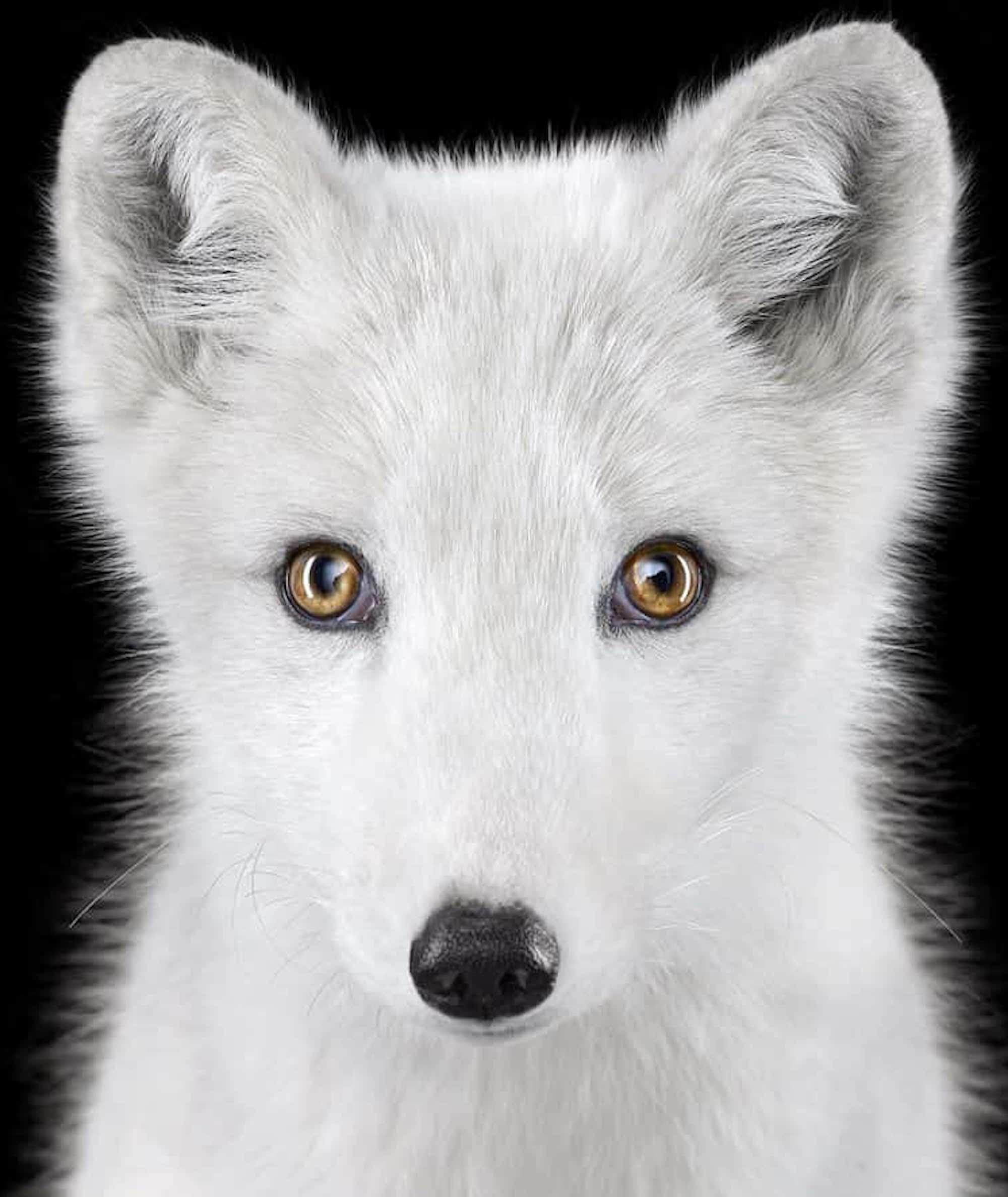Arctic Fox #1 von Brad Wilson – Tierporträtfotografie im Angebot 2