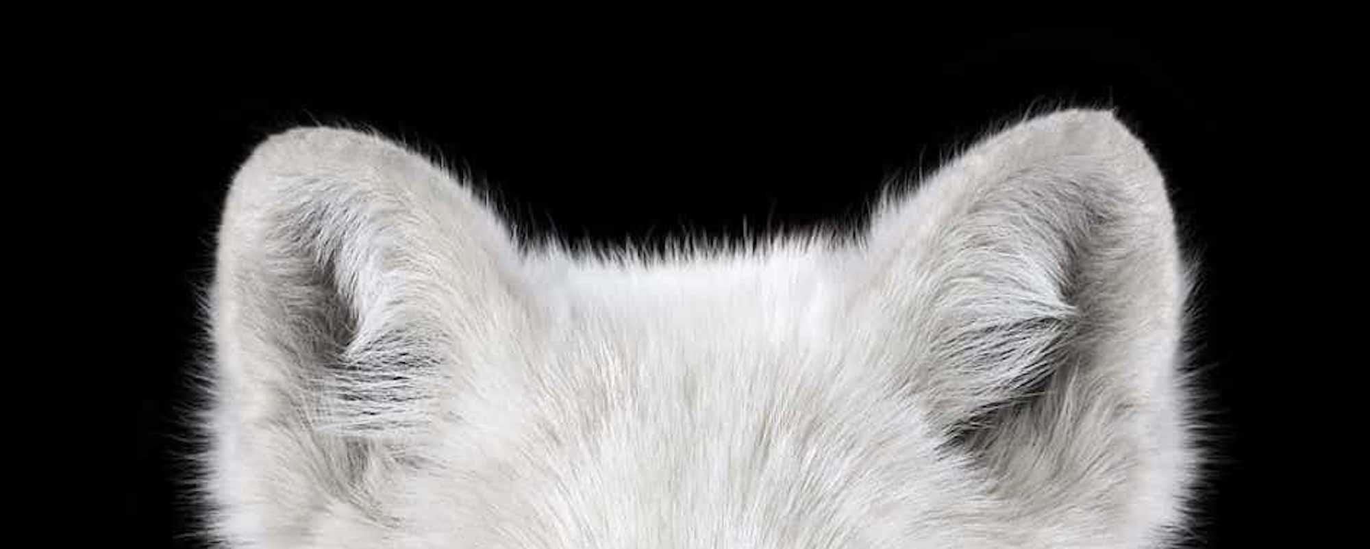 Arctic Fox #1 by Brad Wilson - Animal portrait photography For Sale 3