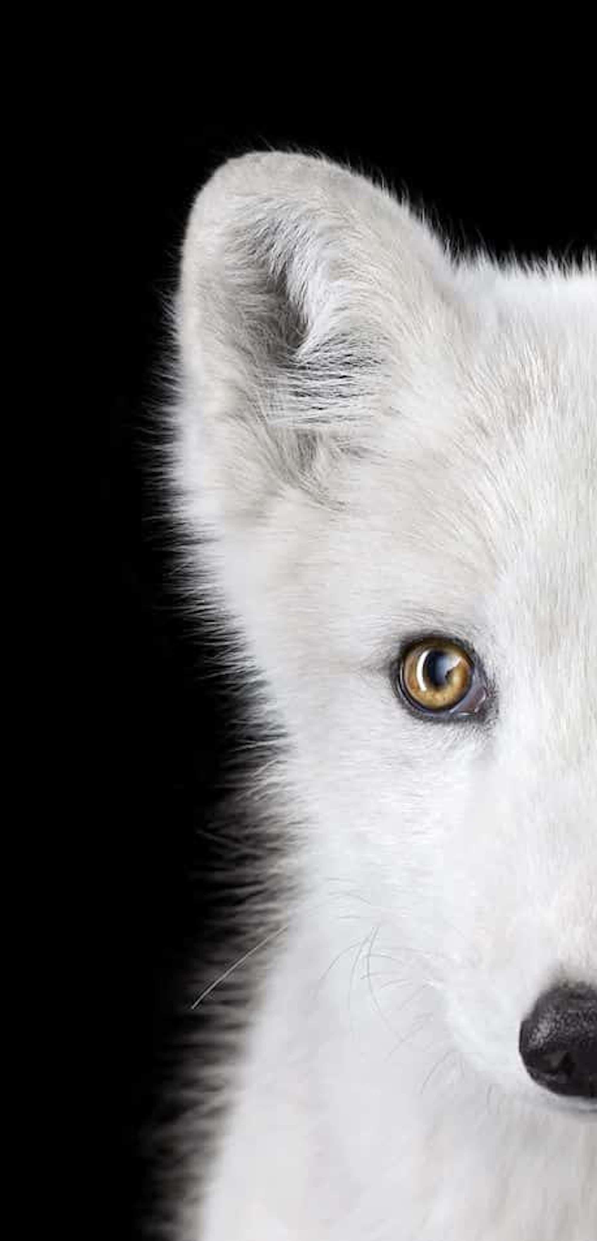 Arctic Fox #1 by Brad Wilson - Animal portrait photography For Sale 4