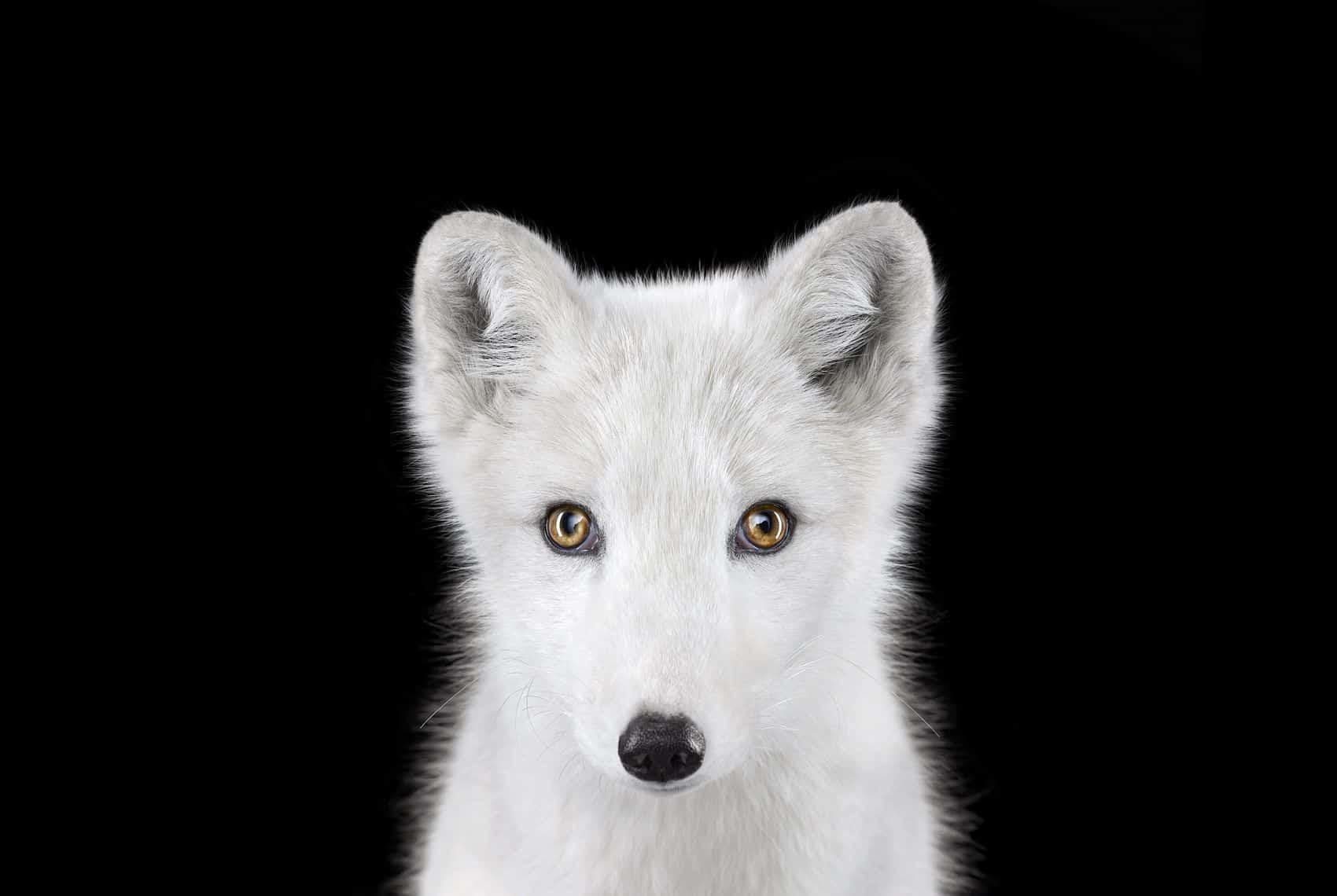 'Arctic Fox #1, Los Angeles, CA, 2011' is a limited-edition photograph by contemporary artist Brad Wilson from the ‘Affinity’ series which features studio portraits of wild animals. 

This photograph is sold unframed as a print only. It is available