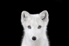 Le renard arctique n°1 de Brad Wilson - photographie de portrait d'animaux