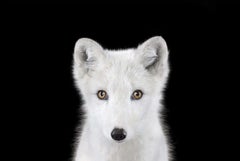 Arctic Fox #1 by Brad Wilson - Animal portrait photography