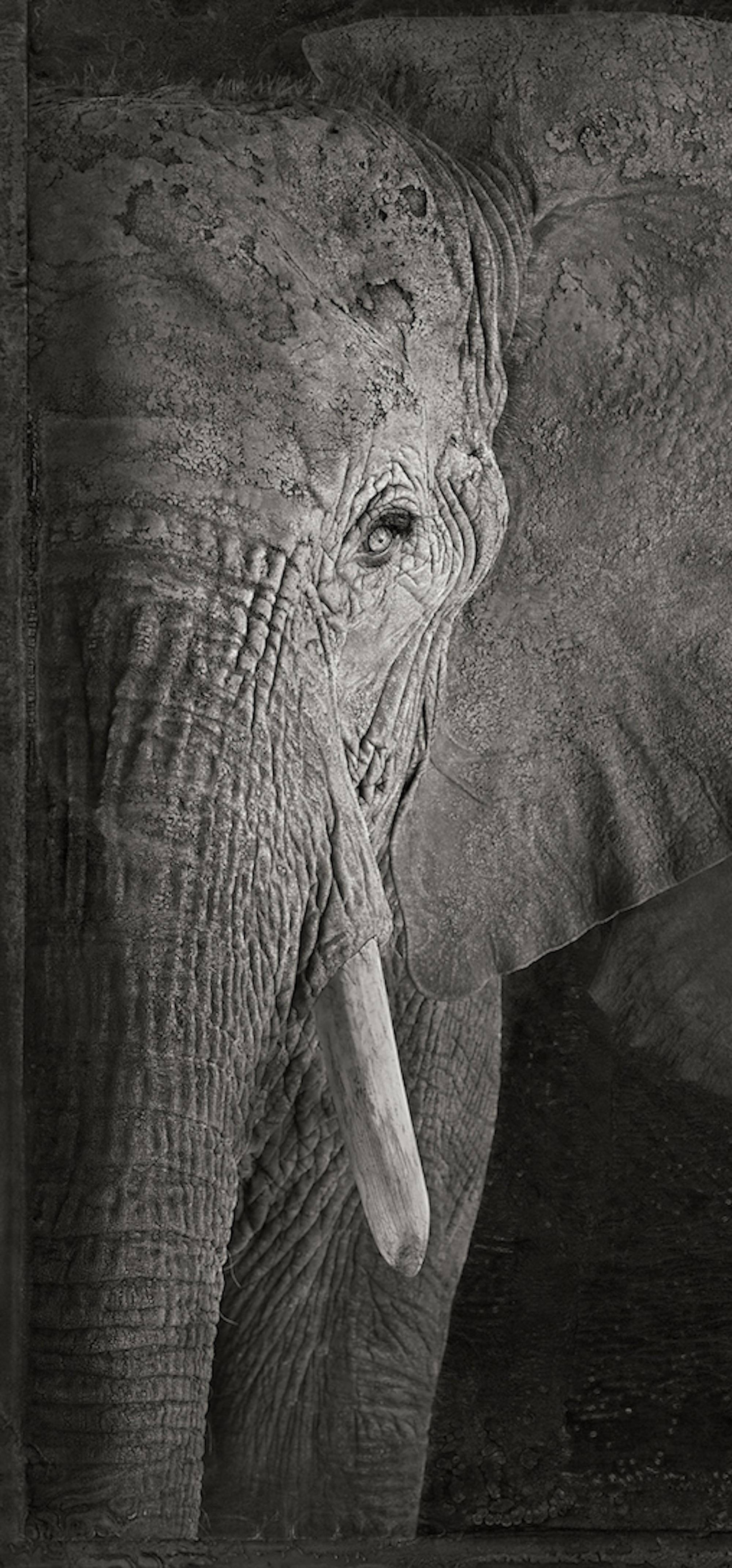 Artefacto I, Elefantes africanos de Brad Wilson - Fotografía de retratos de animales 2