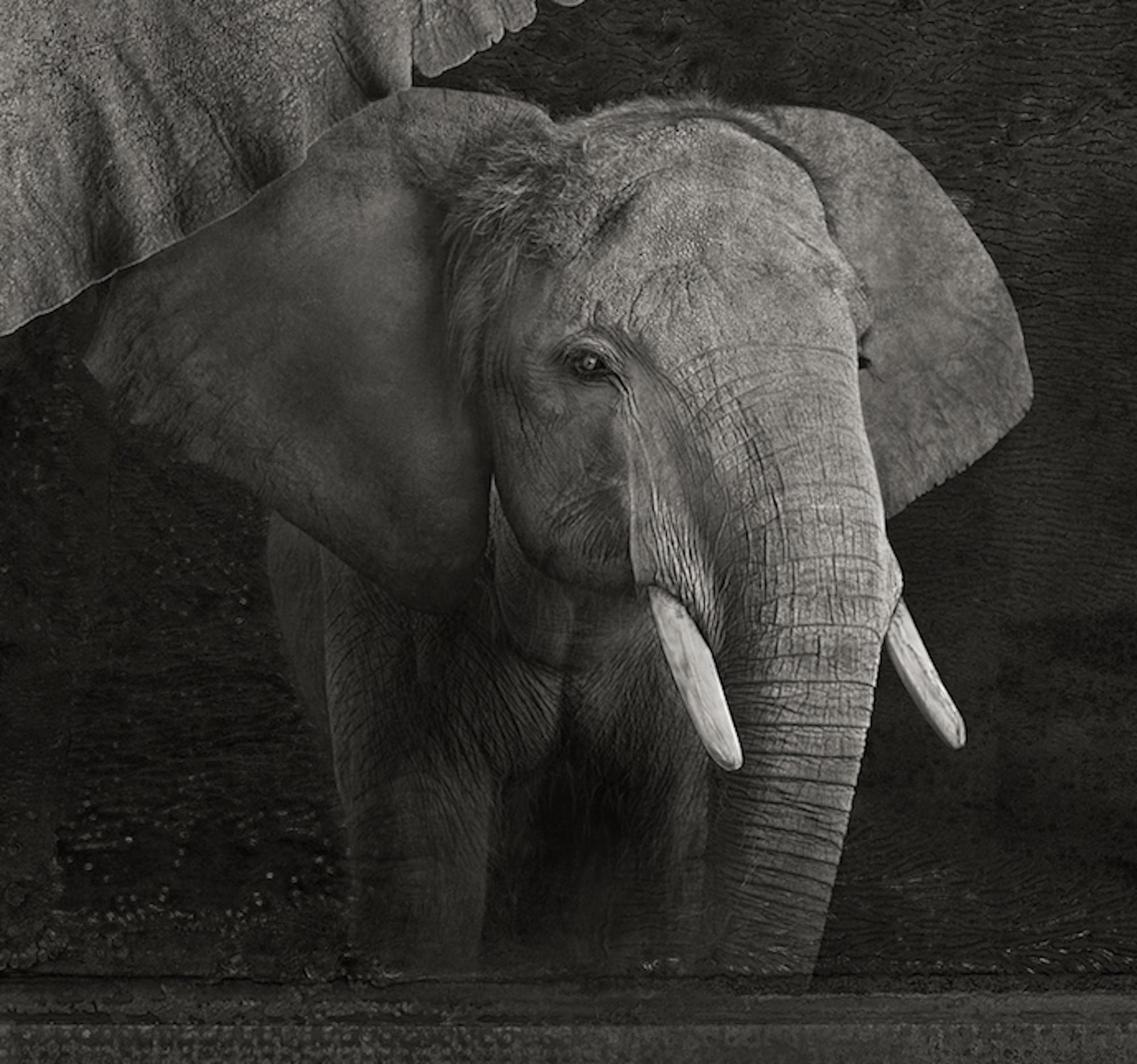 Artefacto I, Elefantes africanos de Brad Wilson - Fotografía de retratos de animales 3