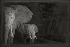 Artefacto I, Elefantes africanos de Brad Wilson - Fotografía de retratos de animales