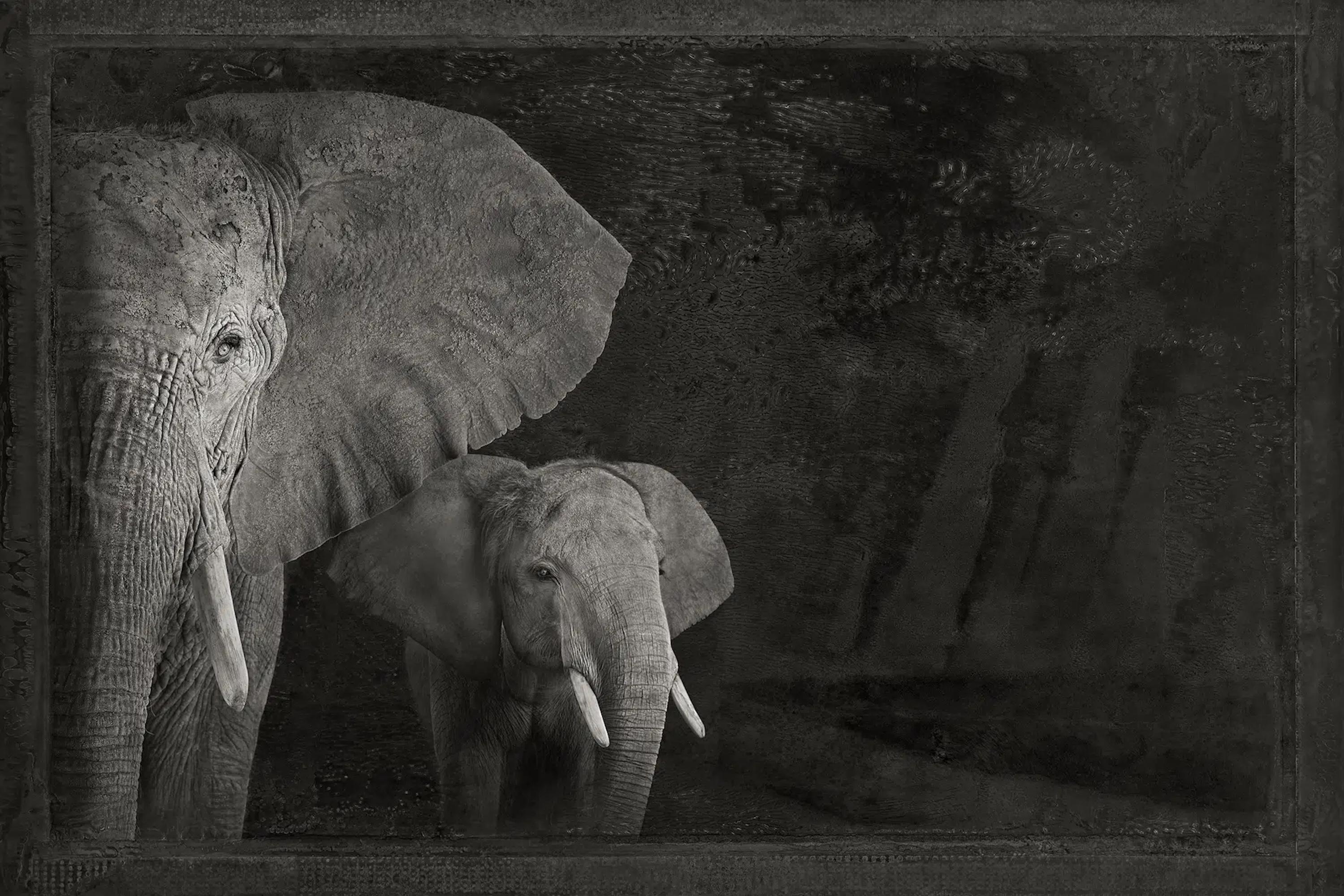 Artifact I, African Elephants by Brad Wilson - Animal portrait photography