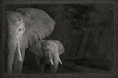 Artifact I, African Elephants by Brad Wilson - Animal portrait photography