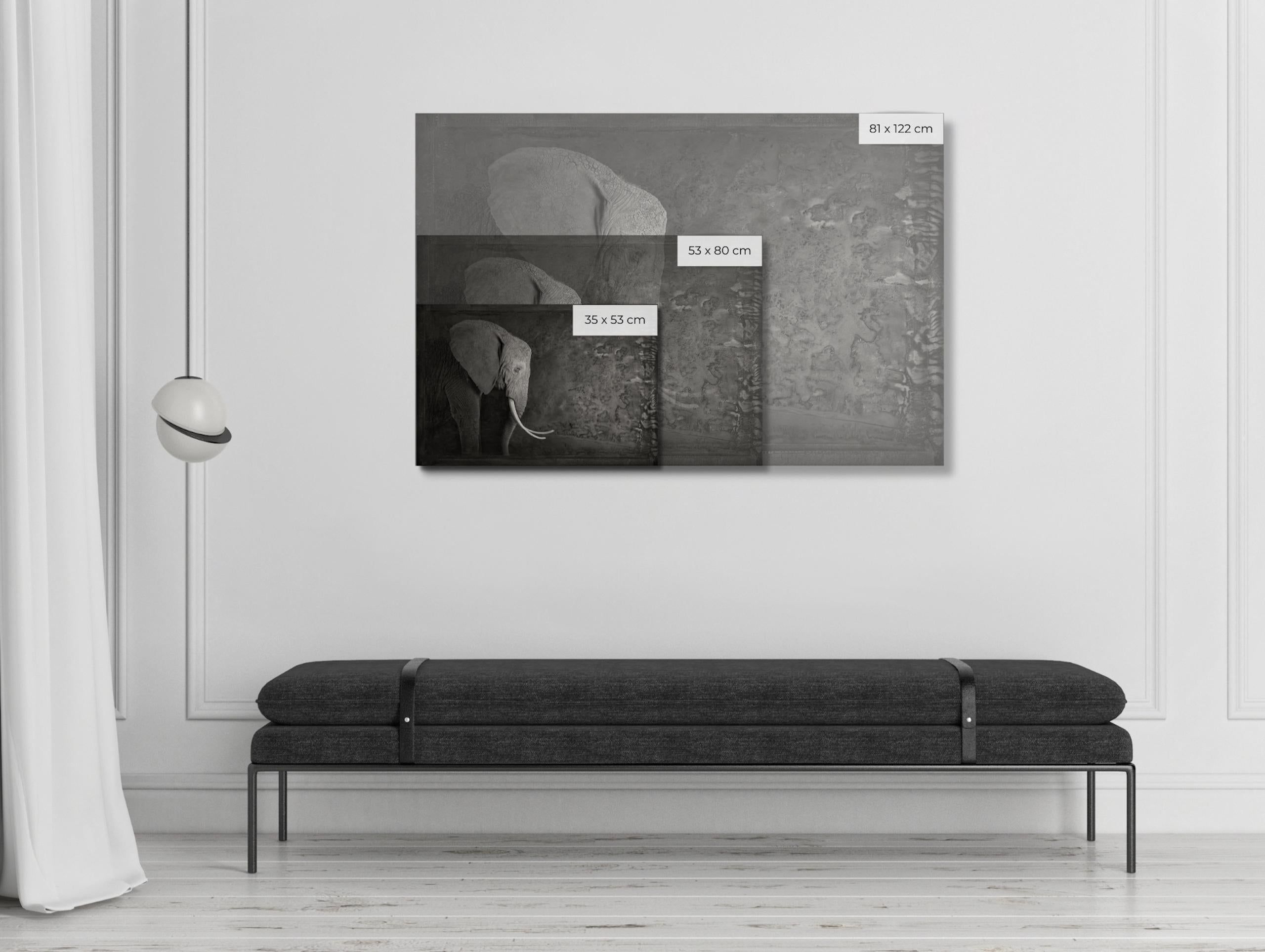 Artifact III, African Elephant by Brad Wilson - Animal portrait photography 1