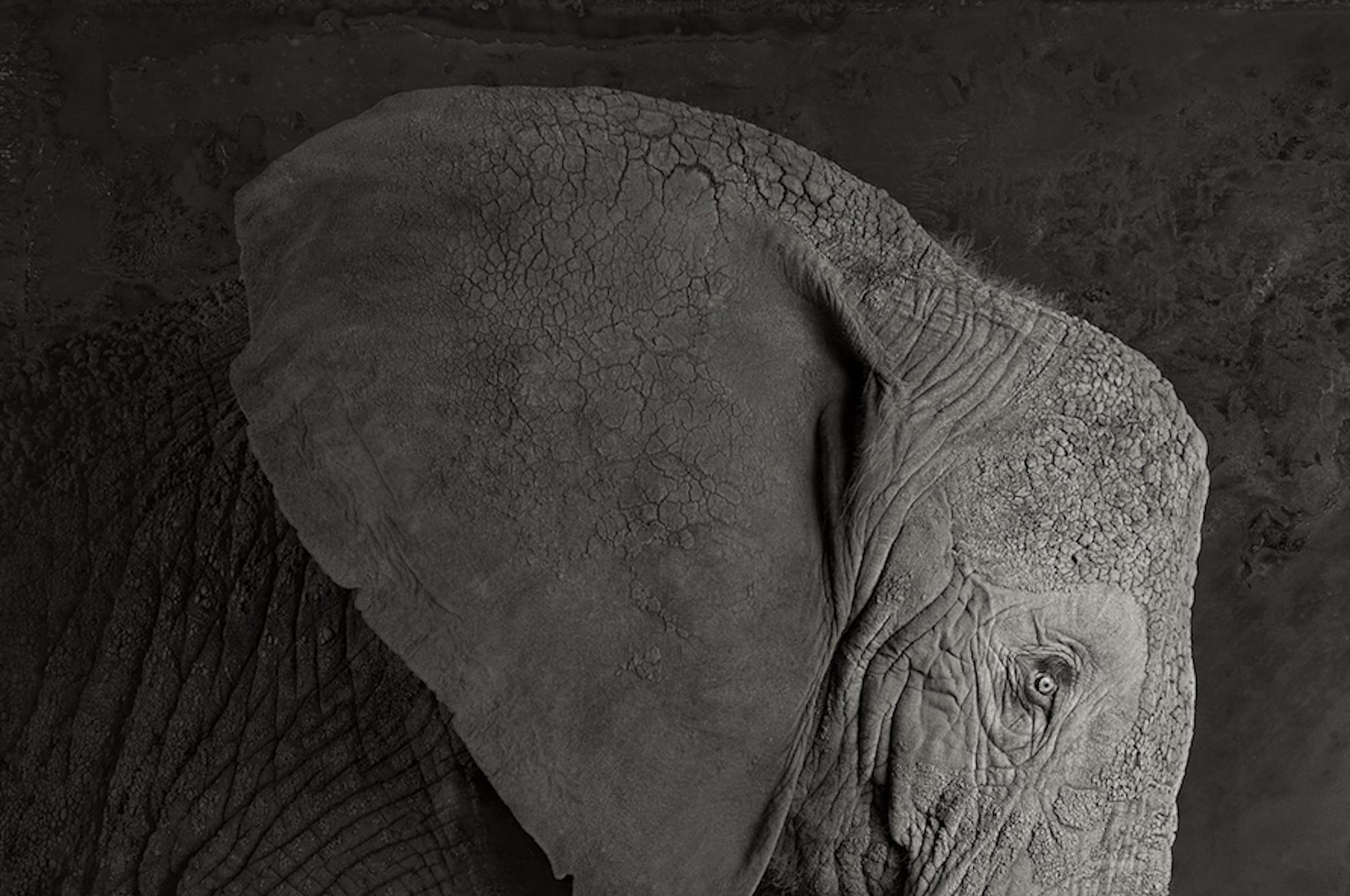 Artifact III, African Elephant by Brad Wilson - Animal portrait photography 3