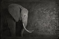 Artifact III, éléphant africain de Brad Wilson - photographie de portrait d'animal