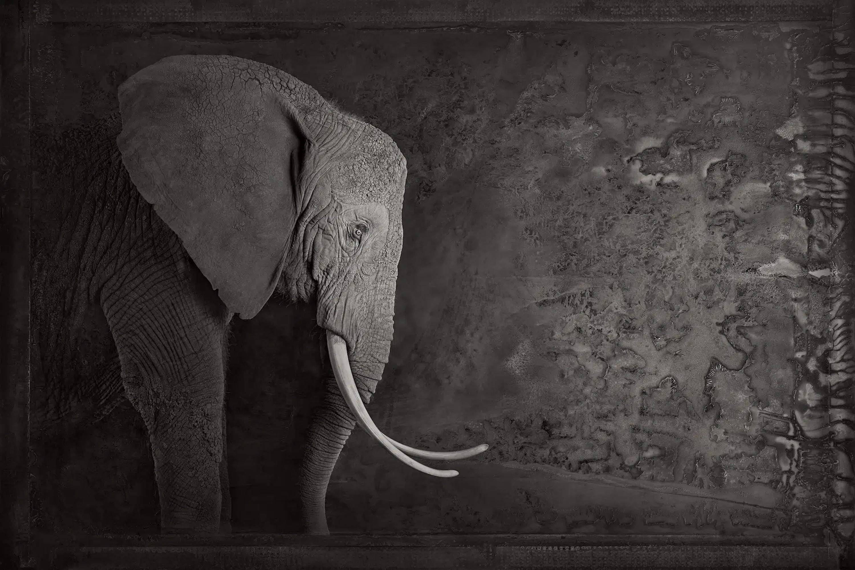 Artifact III, African Elephant by Brad Wilson - Animal portrait photography