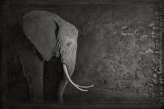 Artifact III, African Elephant by Brad Wilson - Animal portrait photography