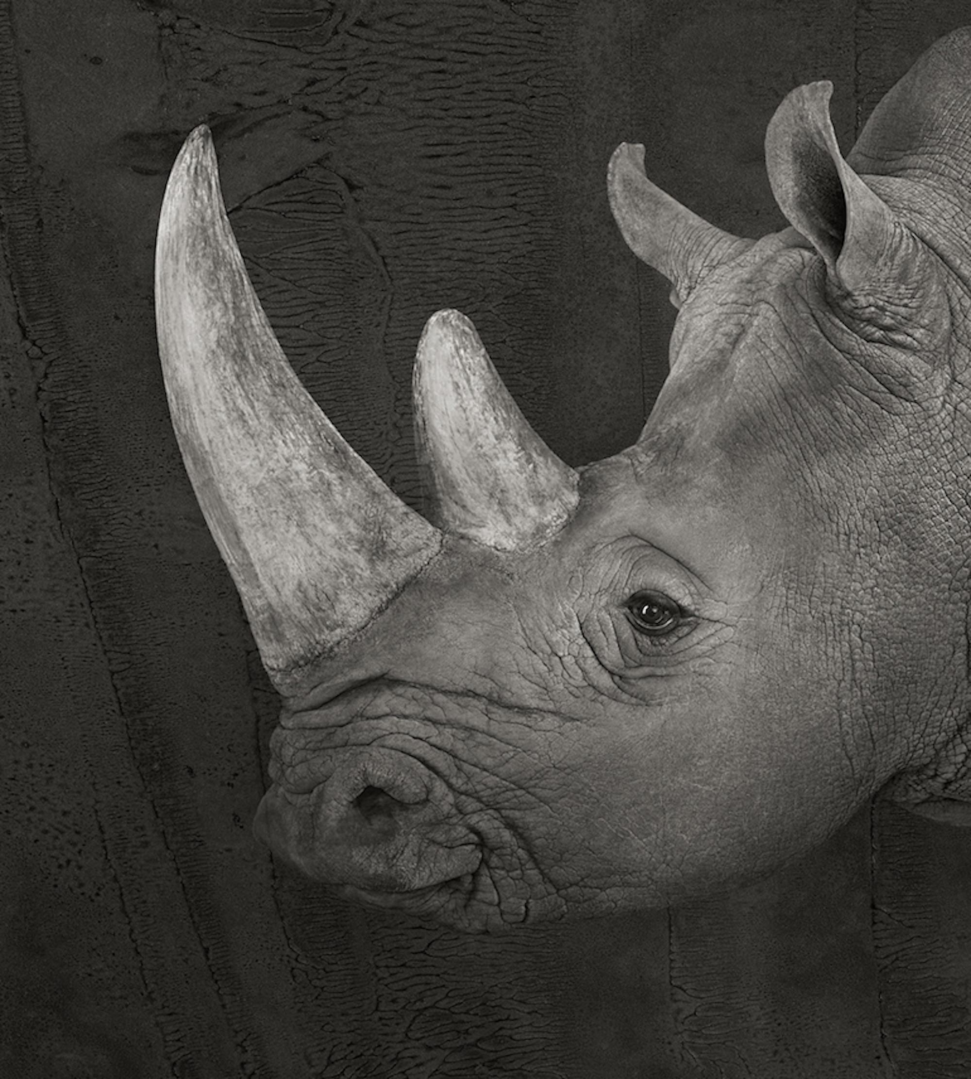 Artifact IV, White Rhinoceros by Brad Wilson - Animal portrait photography 3