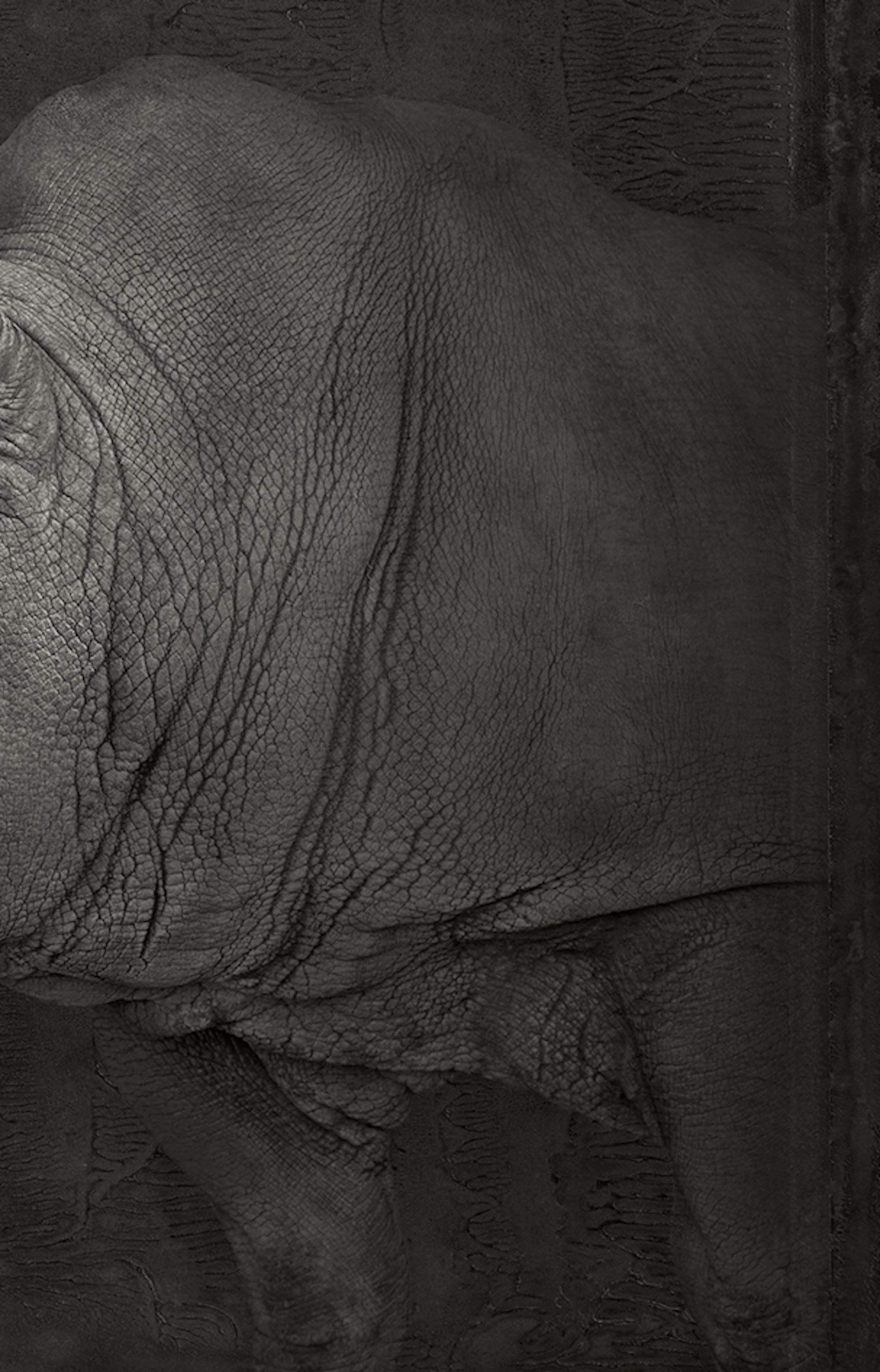 Artifact IV, White Rhinoceros by Brad Wilson - Animal portrait photography 4