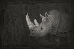 Artifact IV, White Rhinoceros by Brad Wilson - Animal portrait photography