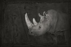 Artifact IV, White Rhinoceros by Brad Wilson - Animal portrait photography