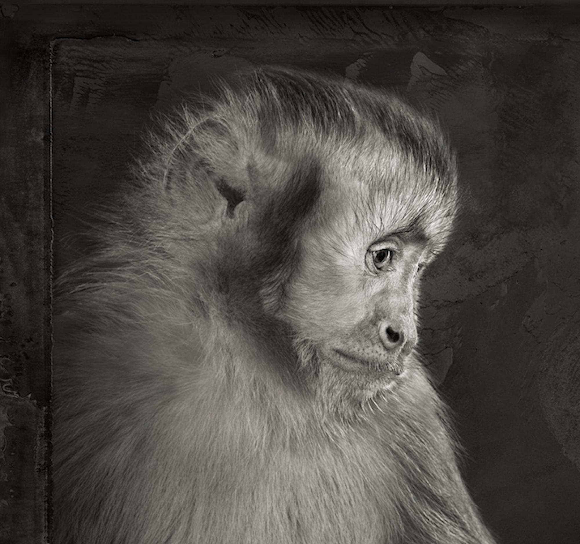 Artefacto XI, Mono capuchino por Brad Wilson - Fotografía de retratos de animales 2