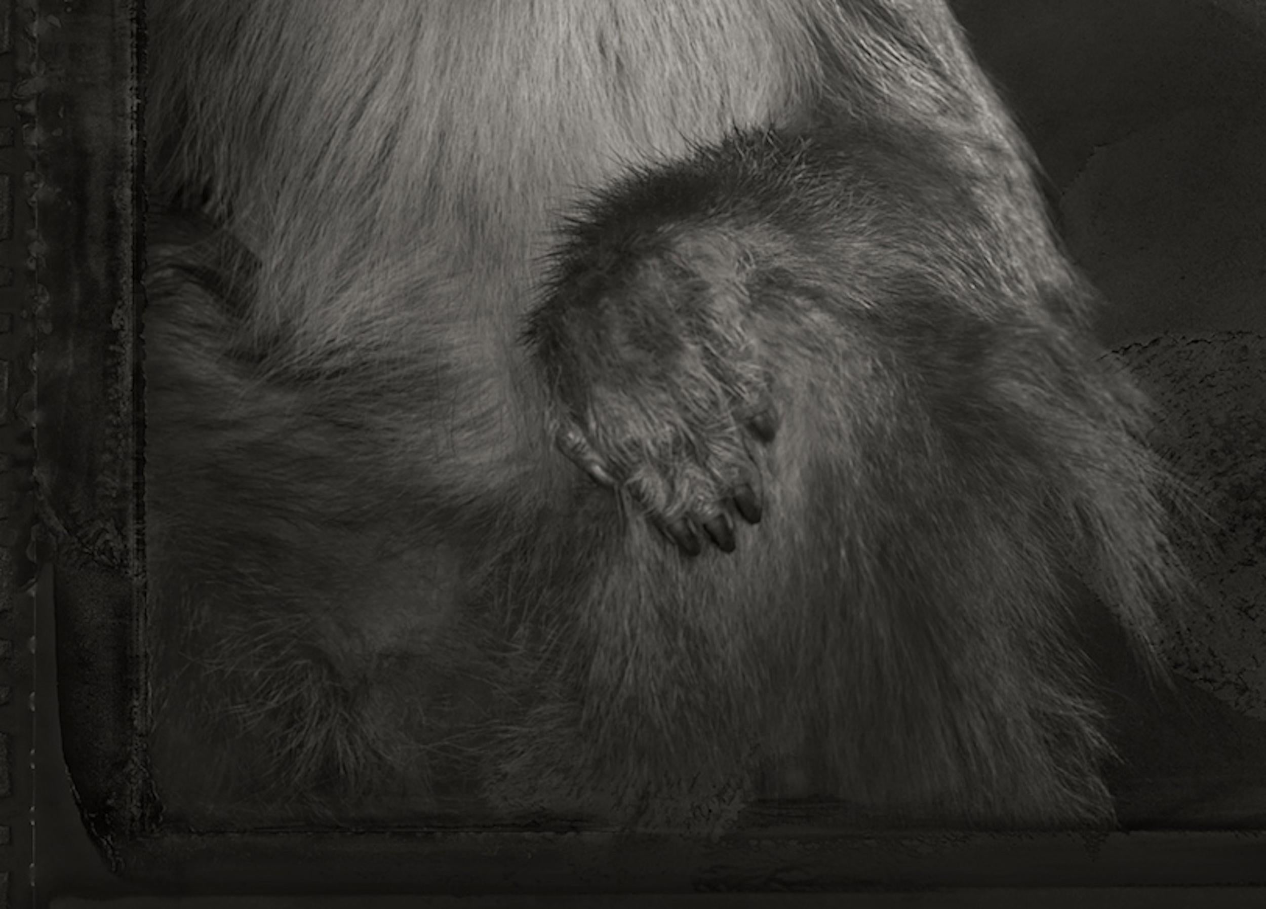 Artefacto XI, Mono capuchino por Brad Wilson - Fotografía de retratos de animales 3