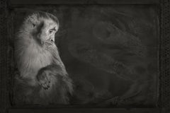 Artifact XI, Capuchin Monkey by Brad Wilson - Animal portrait photography