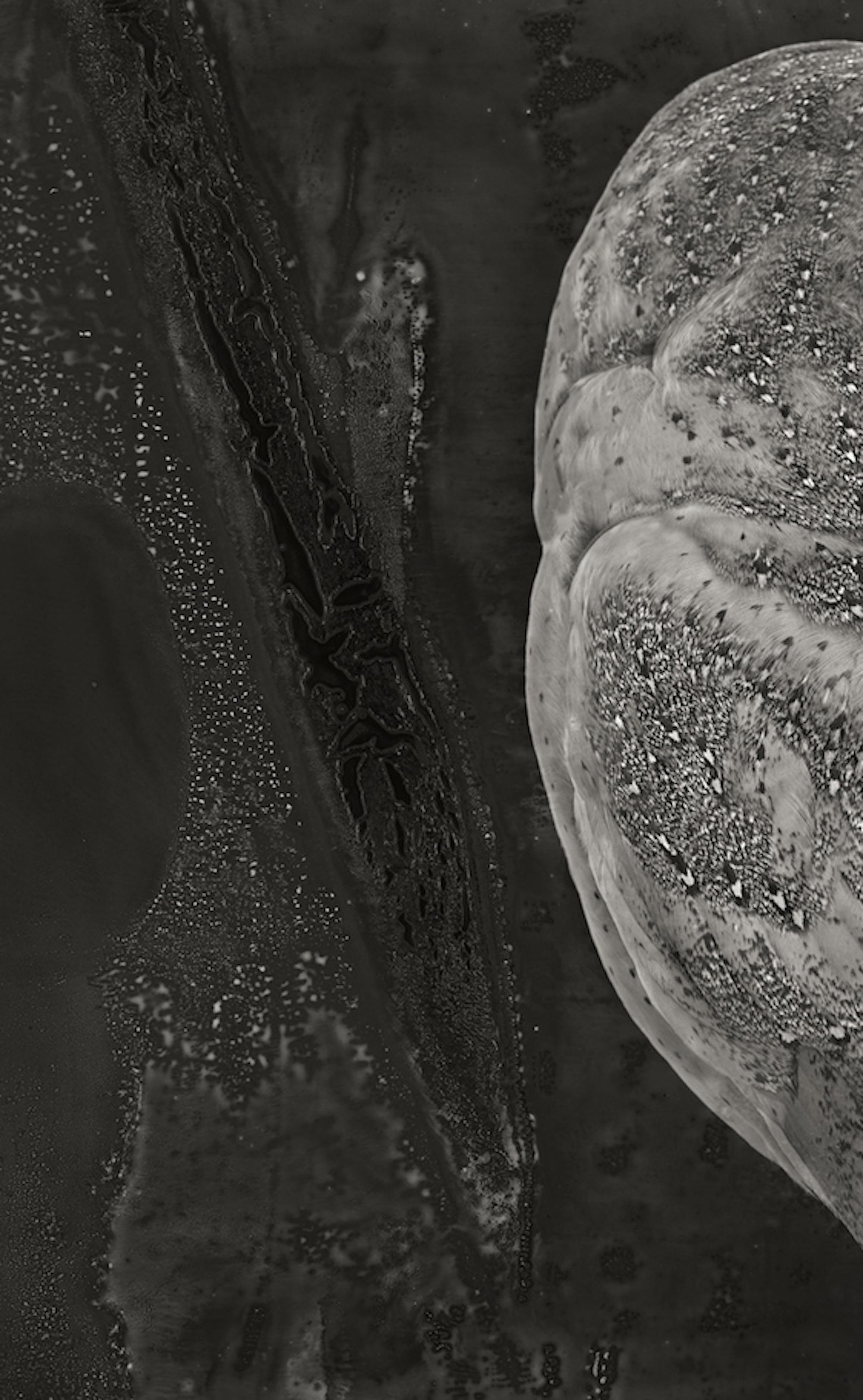 Artefatto XIX, barbagianni di Brad Wilson - Ritratto fotografico di animali 3