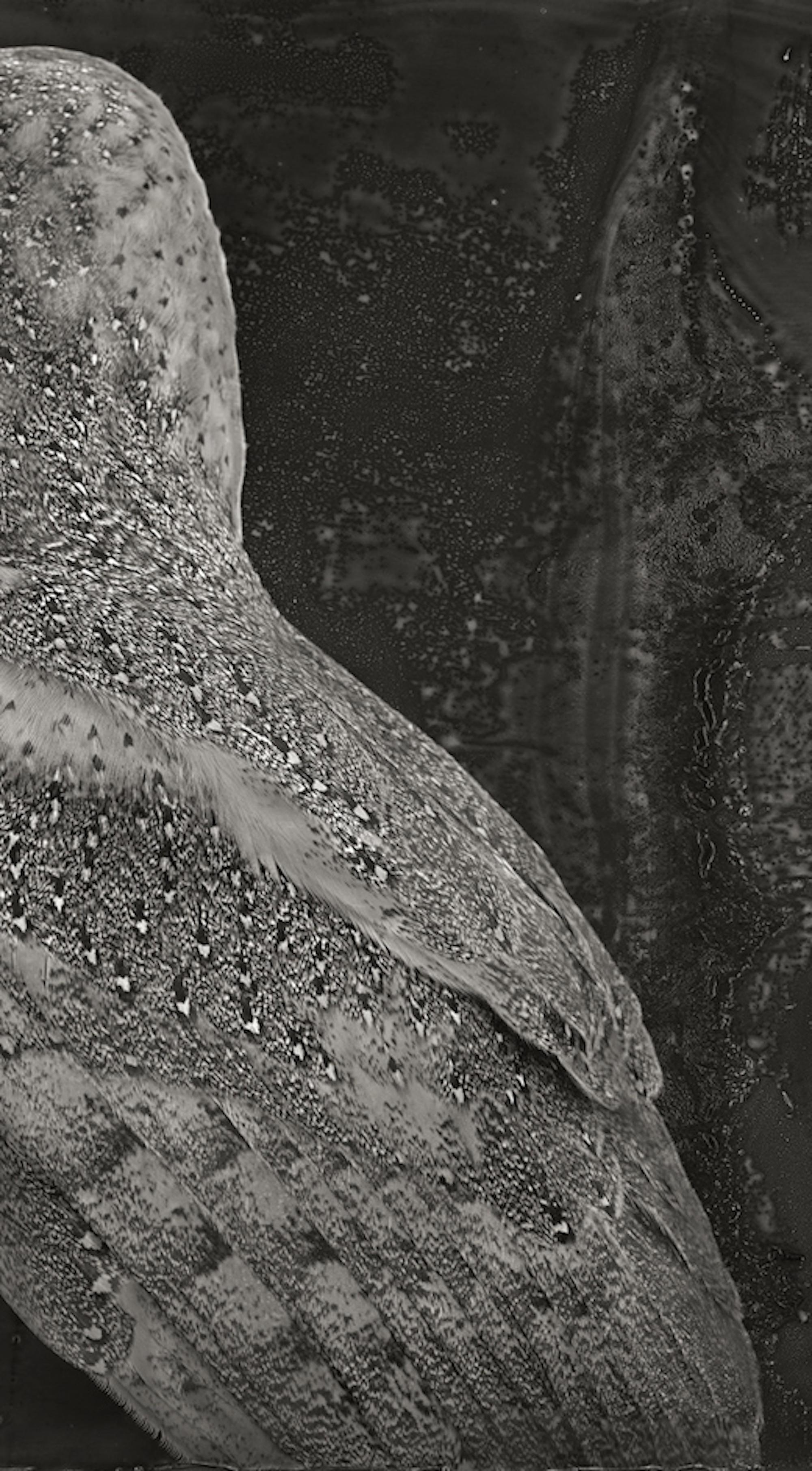 Artefatto XIX, barbagianni di Brad Wilson - Ritratto fotografico di animali 4